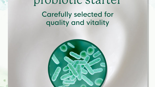 What Is Lactobacillus bulgaricus?